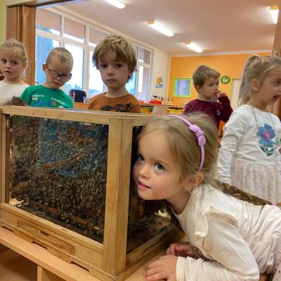 Vcelky V Ms 20241023 15