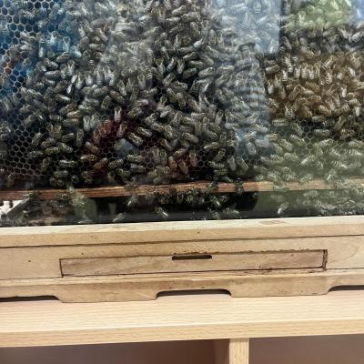 Vcelky V Ms 20241023 19